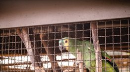 2001online - Venezuela - animales silvestres
