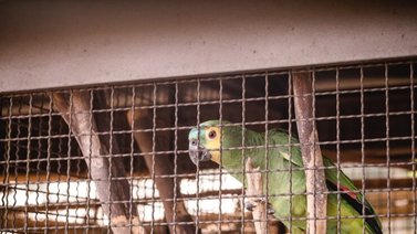 2001online - Venezuela - animales silvestres