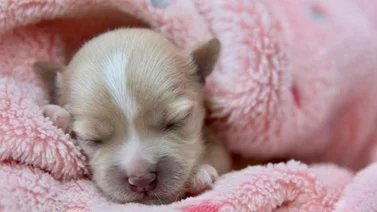 ¿Los perros nacen sordos y ciegos? Entérate