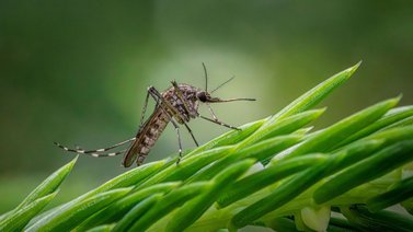 EEUU | ¿Qué es el Virus del Nilo Occidental?