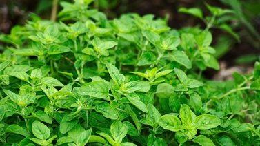  Conoce la poderosa especia que ayuda a producir colágeno