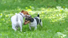 El embarazo de un perro ¿Cuánto dura y cómo reconocerlo?