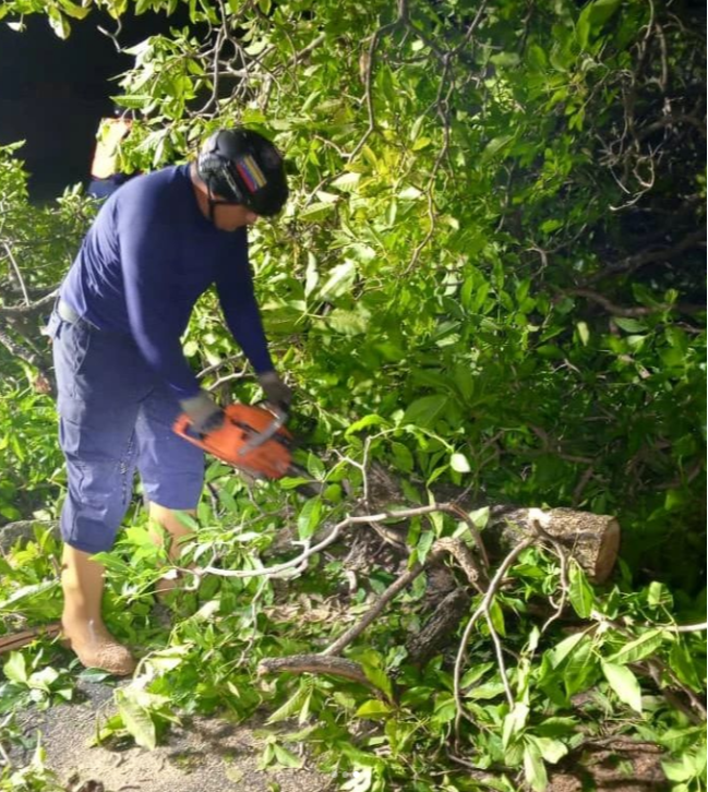 Motorizado murió aplastado por un árbol en Barinas Motorizado murió aplastado por un árbol en Barinas