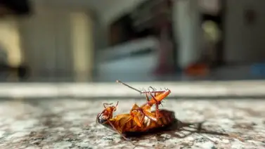 Mantén a raya a las cucarachas y chiripas  Mantén a raya a las cucarachas y chiripas