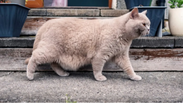 ¿Tu gato tiene una bolsa en el vientre? Te explicamos para qué sirve