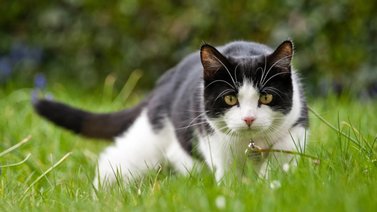 Hallan gatos mutilados y desmembrados en Houston (+Detalles)