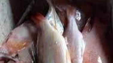 Sujeto es detenido por transportar droga en un pescado (+Detalles)