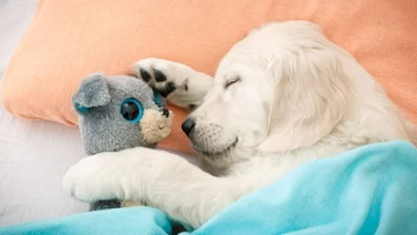 ¿Sabías que los perros sueñan? Esto dicen los estudios científicos