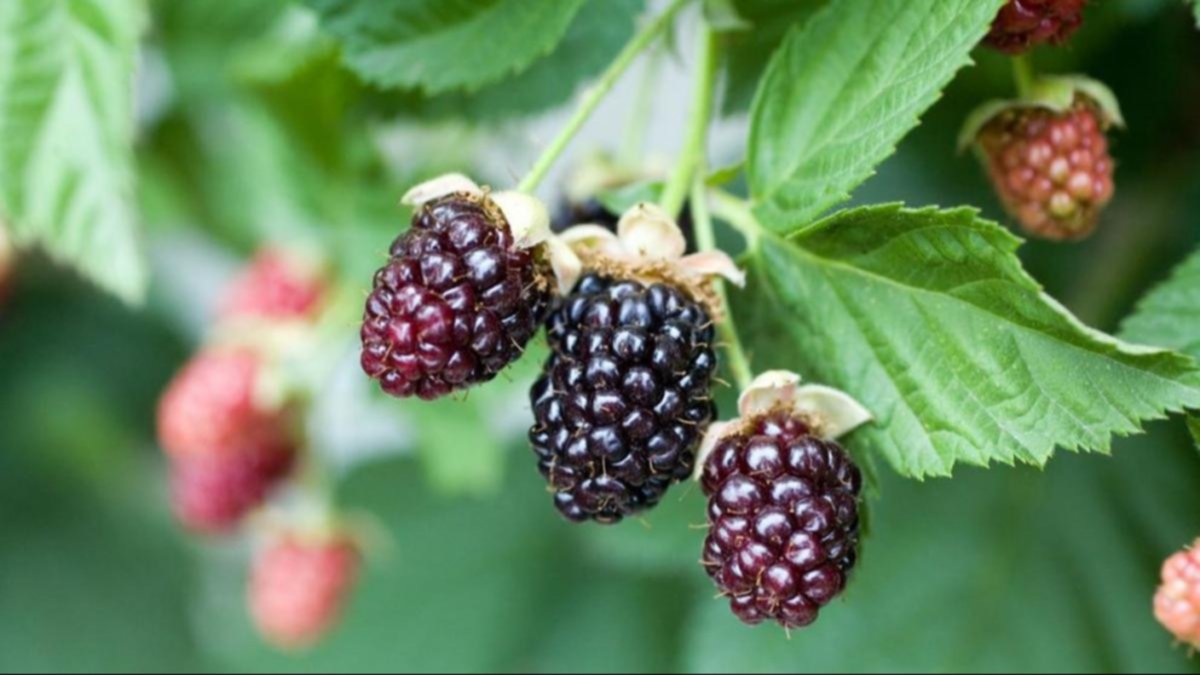 Poderoso antioxidante que produce colágeno y previene la artritis Poderoso antioxidante que produce colágeno y previene la artritis