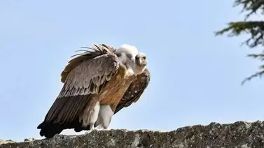 Peligrosa ave causó revuelo entre habitantes de Madrid Peligrosa ave causó revuelo entre habitantes de Madrid