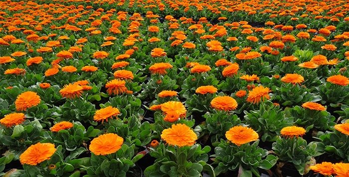 Esta es la poderosa planta medicinal que cura las cicatrices
