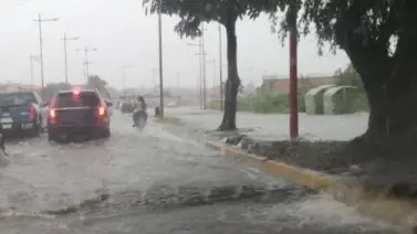 Árboles cayeron debido a fuertes lluvias en Barinas este #23Sep Árboles cayeron debido a fuertes lluvias en Barinas este #23Sep
