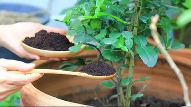 El fertilizante de sal casero que hará crecer tus plantas rápidamente El fertilizante de sal casero que hará crecer tus plantas rápidamente