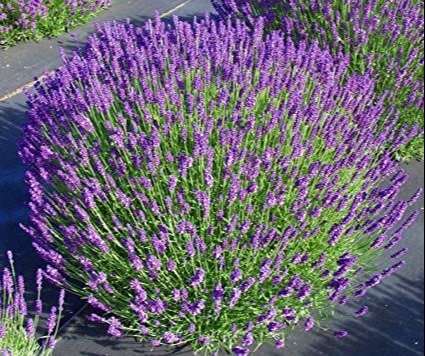 La planta aromática que debes tener en casa para ahuyentar a los ratones