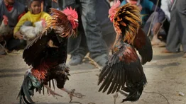 Cuatro muertos tras tiroteo durante pelea de gallos 