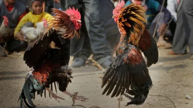 Cuatro muertos tras tiroteo durante pelea de gallos 