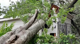 Árbol cae sobre casa 