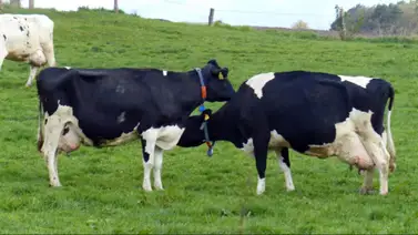 EEUU | Revelan el origen de transmisión de gripe aviar entre las vacas EEUU | Revelan el origen de transmisión de gripe aviar entre las vacas