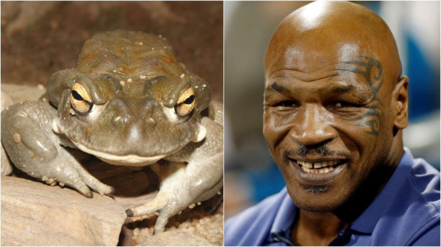 Mike Tyson revela que usará esta sustancia ilícita en su pelea Mike Tyson revela que usará esta sustancia ilícita en su pelea