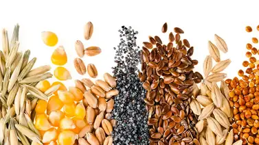 Esta es la semilla que ayuda a bajar los triglicéridos en cuestión de segundos Esta es la semilla que ayuda a bajar los triglicéridos en cuestión de segundos