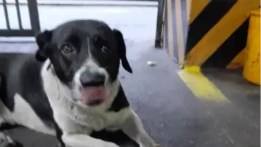 Dictan sentencia a responsables de la muerte de la mascota comunitaria 'Gol' Dictan sentencia a responsables de la muerte de la mascota comunitaria 'Gol'