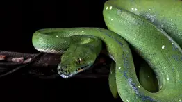 El horror de los lagos de Florida: lugares más peligrosos por la plaga de serpientes