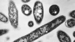 Peligrosa enfermedad azota a comunidades de EEUU: conozca cómo se propaga y sus síntomas