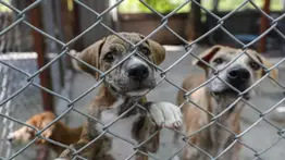 Maltrato animal: estas son las penas de cárcel y multas que deben pagar quienes abusen de las mascotas en Venezuela