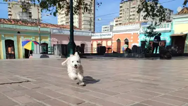 Inauguran clínica móvil para mascotas en La Pastora: habrá atención integral gratuita Inauguran clínica móvil para mascotas en La Pastora: habrá atención integral gratuita