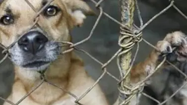 Casos virales: dos delitos de maltrato animal que investiga el Ministerio Público Casos virales: dos delitos de maltrato animal que investiga el Ministerio Público