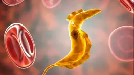 Un insecto diminuto mantiene en alerta a EEUU: causa una enfermedad silenciosa que empeora con los años