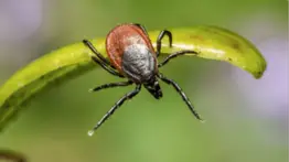 ¿Existe el Lyme crónico?: especialista en enfermedades infecciosas da la respuesta a esta interrogante
