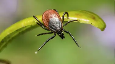 ¿Existe el Lyme crónico?: especialista en enfermedades infecciosas da la respuesta a esta interrogante ¿Existe el Lyme crónico?: especialista en enfermedades infecciosas da la respuesta a esta interrogante