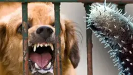 Alerta sanitaria en EE. UU.: esta es la razón del aumento de casos de rabia en animales salvajes