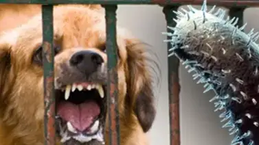 Alerta sanitaria en EE. UU.: esta es la razón del aumento de casos de rabia en animales salvajes Alerta sanitaria en EE. UU.: esta es la razón del aumento de casos de rabia en animales salvajes