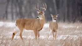¿Qué le está pasando a los ciervos en EE. UU?: científicos revelan la verdad de las fotos virales