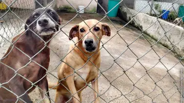 Maltrato animal en Yaracuy: video viral lleva a un hombre a prisión Maltrato animal en Yaracuy: video viral lleva a un hombre a prisión