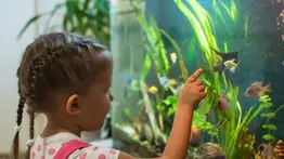 2001online - Caracas- ACUARIO