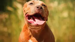 En video: abuela se enfrenta a mordidas contra un pitbull para defender a su mascota