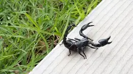 escorpión escorpiones texas casas casa