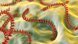 Leptospirosis en las calles de Chicago: sepa qué es y cómo combatirla