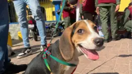 Atención veterinaria gratuita en Caracas este 14 de septiembre: ubicación y servicios disponibles