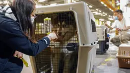 Mascotas en aduana: lo que debes saber antes de cruzar con tu perro o gato a Estados Unidos