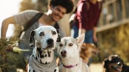 Licencia para perros en Los Ángeles