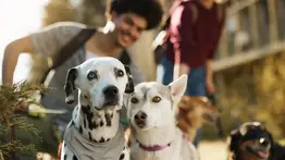Licencia para perros en Los Ángeles