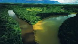 Descubren una especie peligrosa en la selva venezolana: trasmite una grave enfermedad