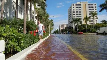 La clave para sobrevivir a una inundación en Miami Beach: pasos antes y después de un huracán La clave para sobrevivir a una inundación en Miami Beach: pasos antes y después de un huracán
