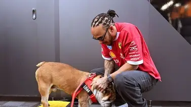 Este es el estado de salud de Roscoe: Lewis Hamilton pide oraciones por su bulldog Este es el estado de salud de Roscoe: Lewis Hamilton pide oraciones por su bulldog