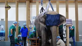 La Corte Suprema de la India emite un dictamen sobre Vantara y despeja dudas del proyecto