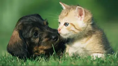 ¿El fin de los extravíos? Baruta lanza la "cédula QR" gratis para tu mascota: tres pasos para registrarla ¿El fin de los extravíos? Baruta lanza la "cédula QR" gratis para tu mascota: tres pasos para registrarla
